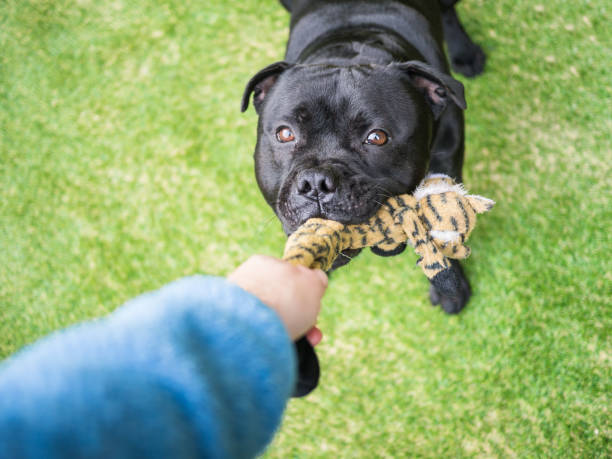 Pet playing on turf